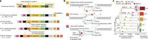 Fig. 4: Breakpoint and rate acceleration of somatic L1 retrotranspositions.