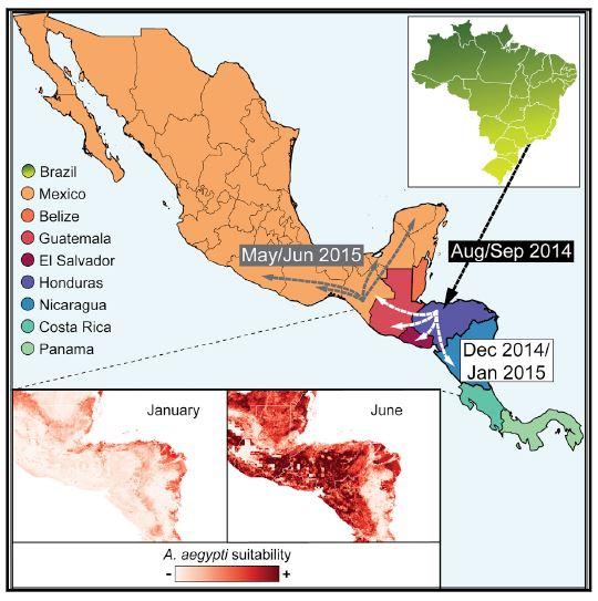 Zika Spread Graphical Abstract