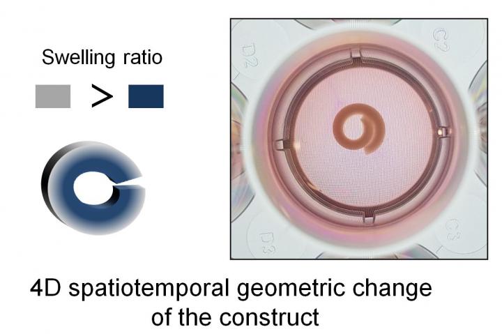 4D material changes shape