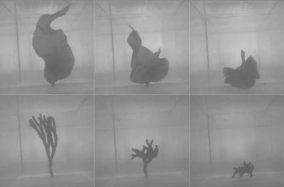 Seaweeds Reconfiguring in Flow