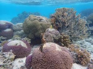 Unbleached coral at One Tree Island reef