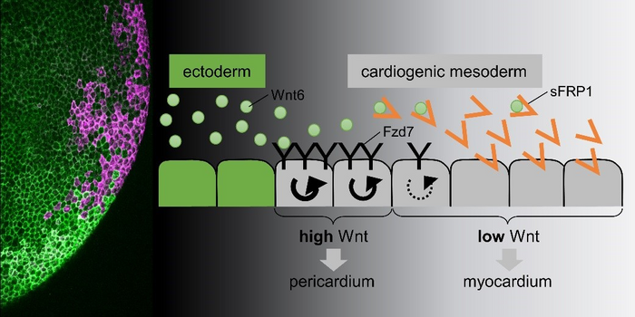 Schematic view of Wnt signaling in heart tissue.