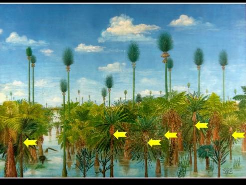 Reconstruction of the peat-forming plant community at Wuda