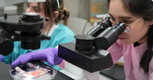 Scientists evaluating blood stem cells