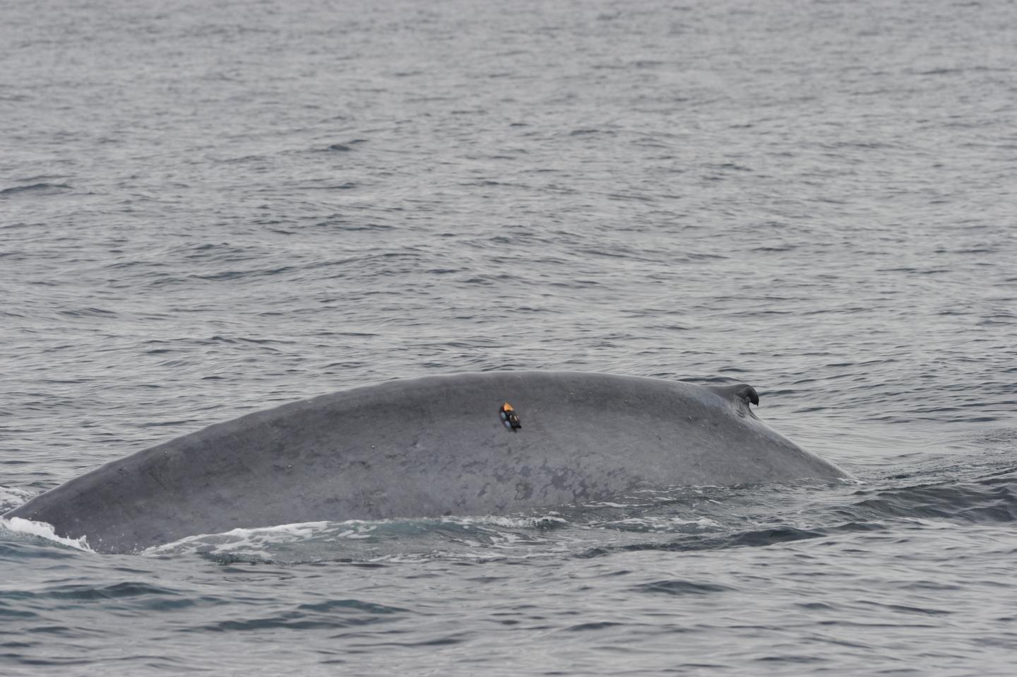 Blue Whales Switch Foraging Strategies, Digital Tagging Reveals (4 of 4)