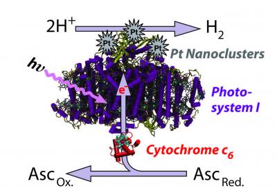 Hydrogen Production Using Algae