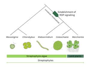 Establishment of ROP signalling in the evolution of Streptophytes.