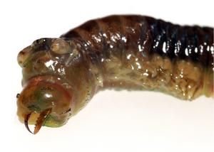 Head of Common Ragworm