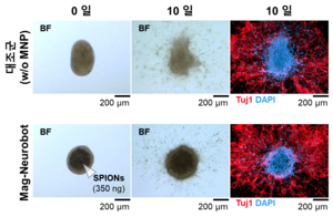 Results of newly developed magnetic nerve microrobot (Mag-Neurobot)'s neuroprotic culture cell staining