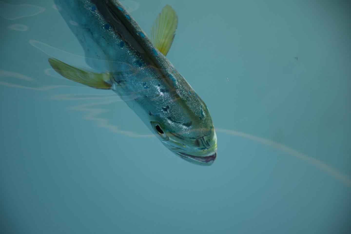 Juvenile Mahi [IMAGE] EurekAlert! Science News Releases