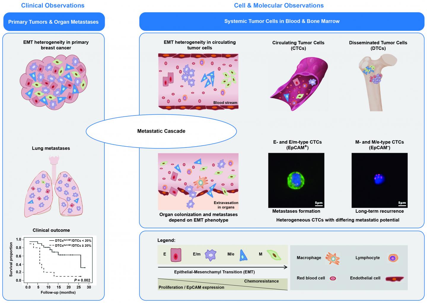 How a Cancer Cell Transition Relates to Breast Cancer Metastasis (1 of 1)