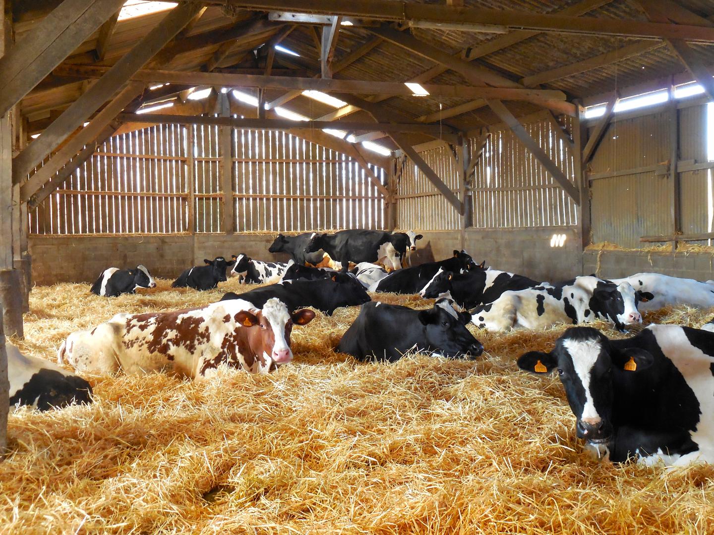 Cows In Barn [image] Eurekalert Science News Releases