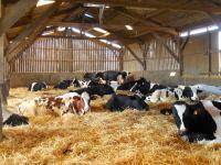 Cows in Barn