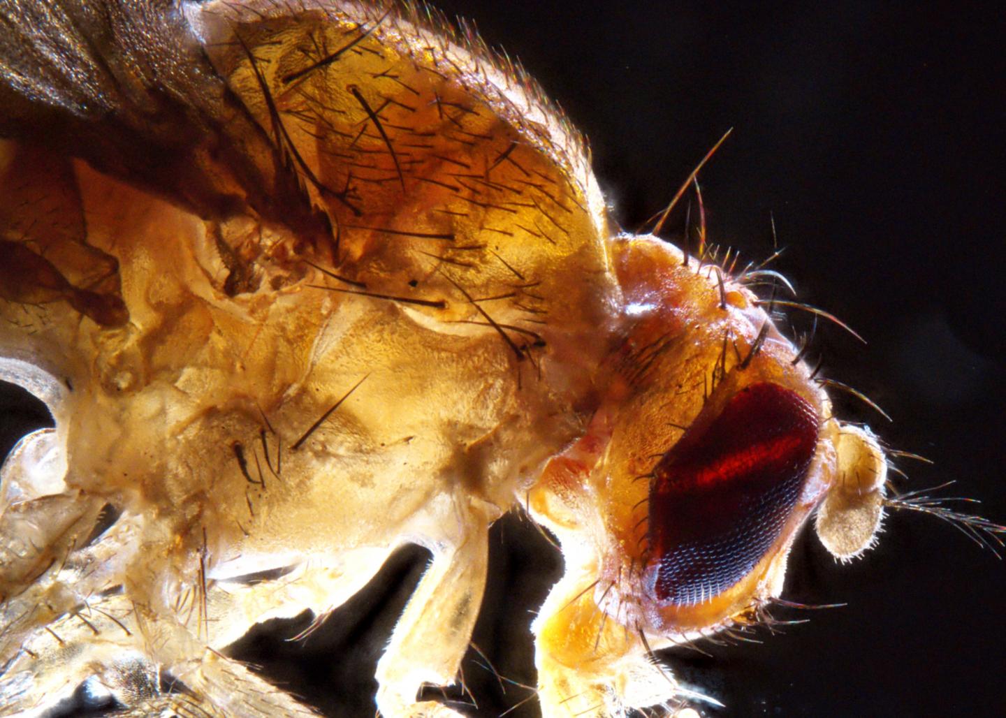 Nature's Right Sizing