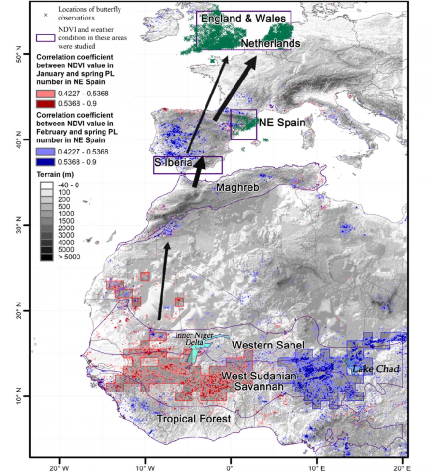Painted Lady butterfly migration map