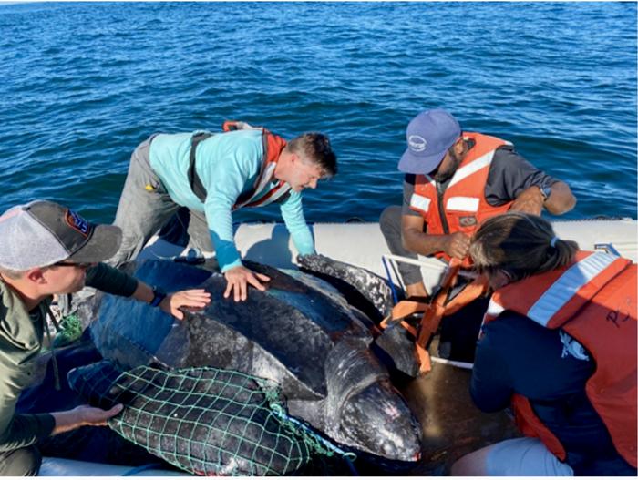 Groundbreaking Study Reveals Extensive Leatherback Turtle Activity Along U.S. Coastline