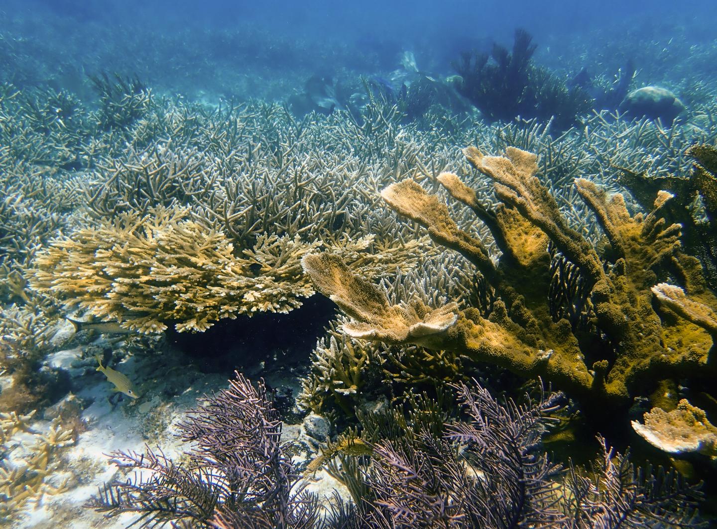 Elkhorn and Staghorn Coral