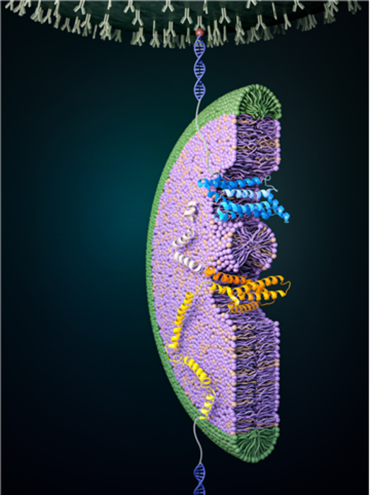 Figure 1. Folding process of a glucose transporter