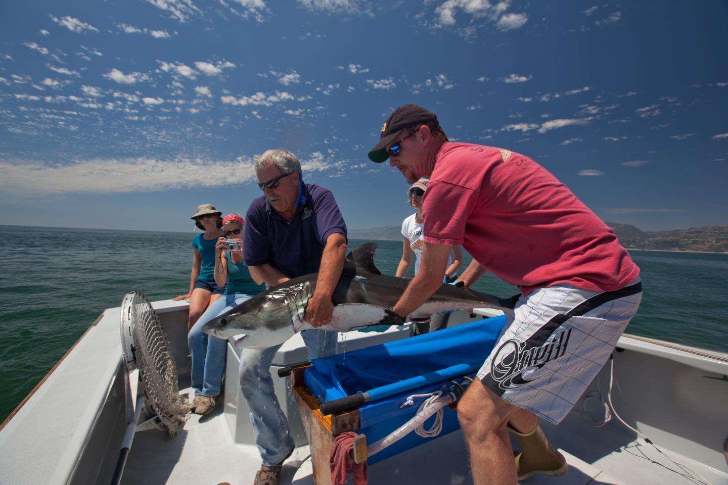 Juvenile White Shark Tagging