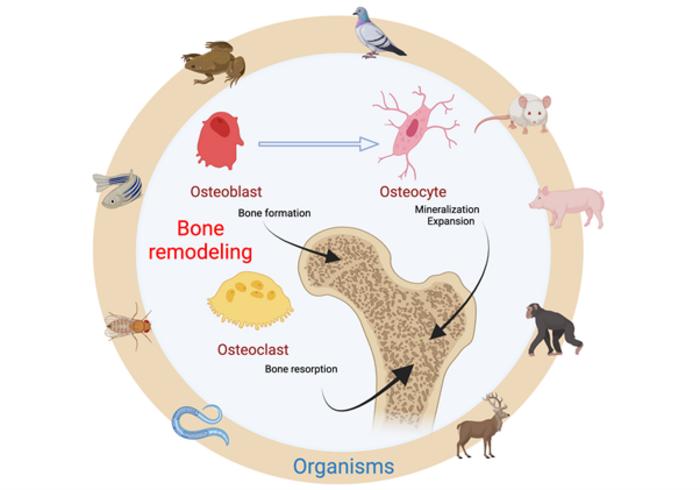 The Phylobone project, image