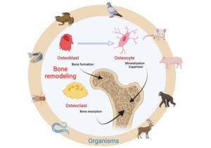 The Phylobone project, image