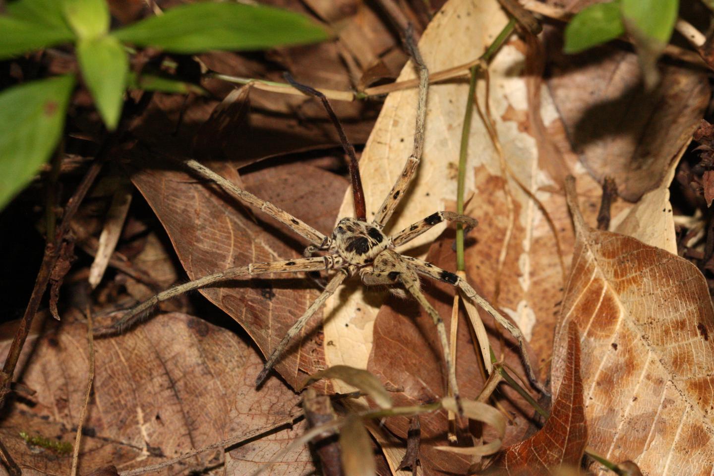 A Malaysian Spider