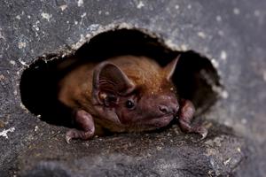 Common noctule bat