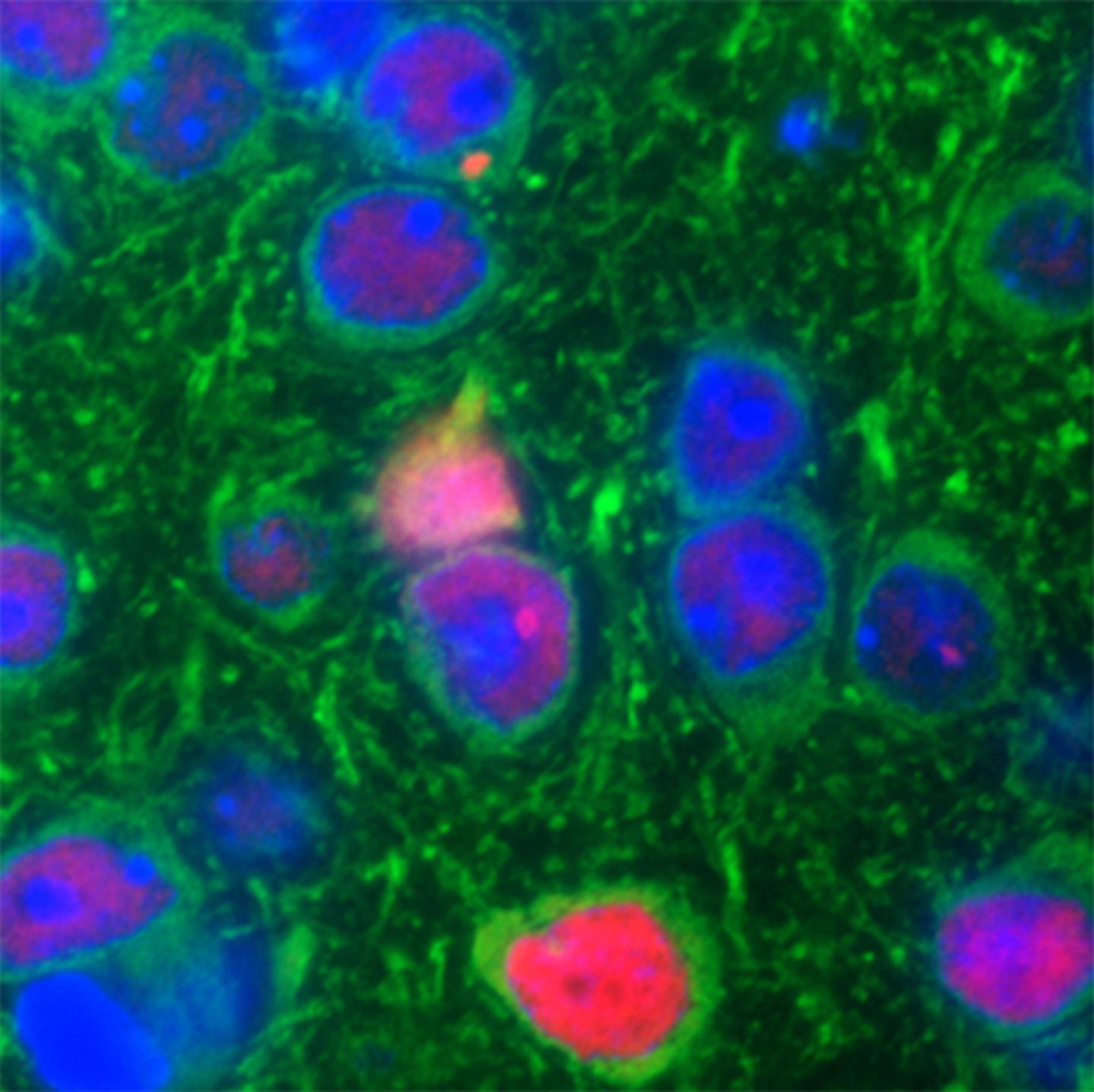 ALS and FTD in a Mouse