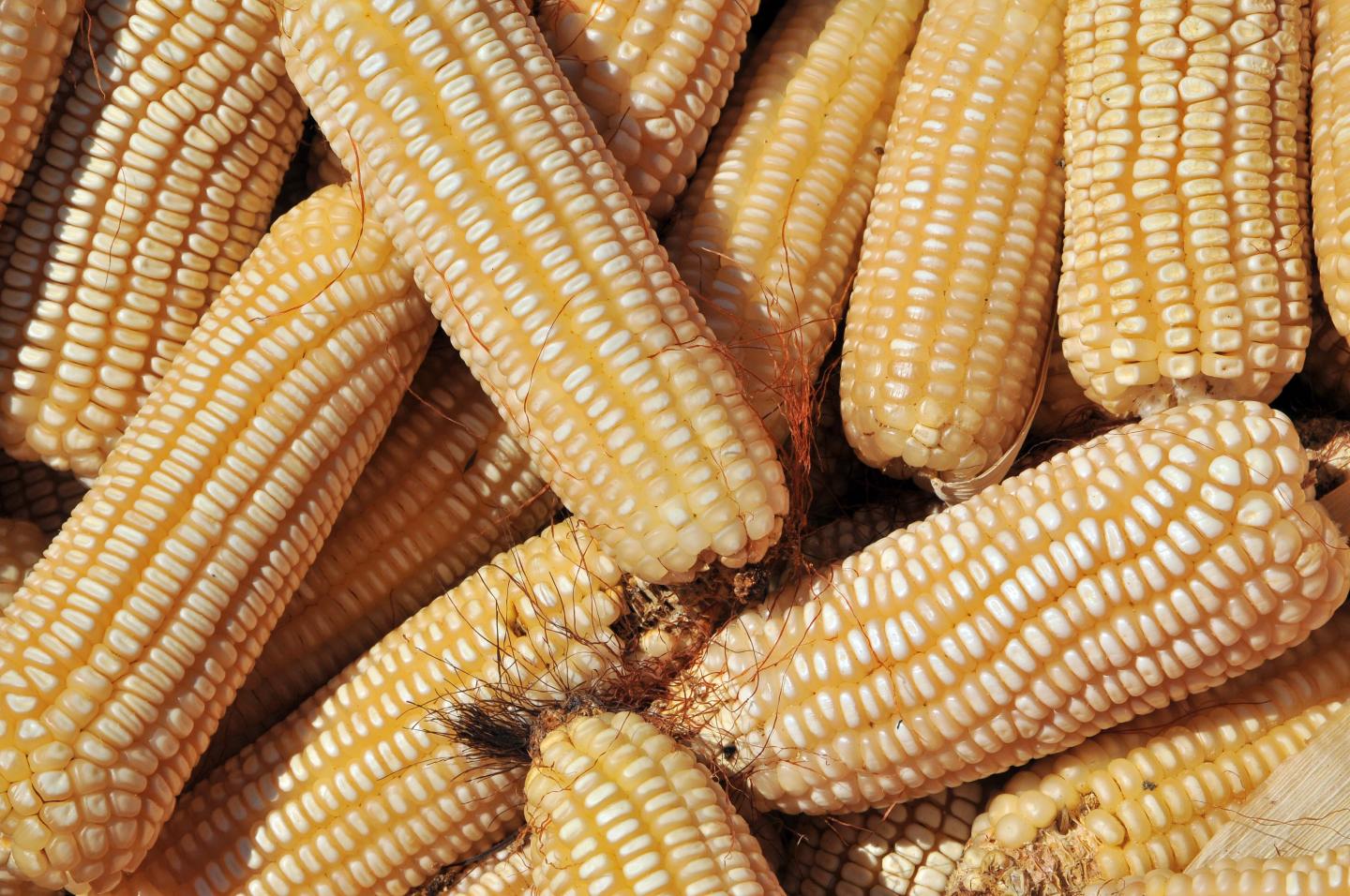 Colombia Maize