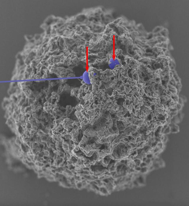 Nanoparticles in mast cells