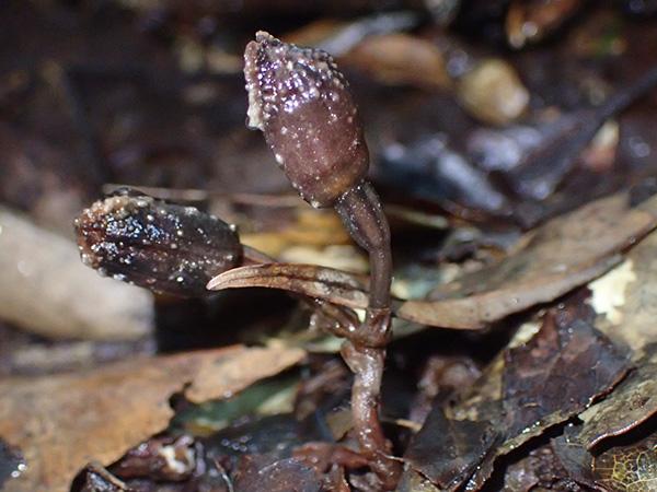 Gastrodia amamiana