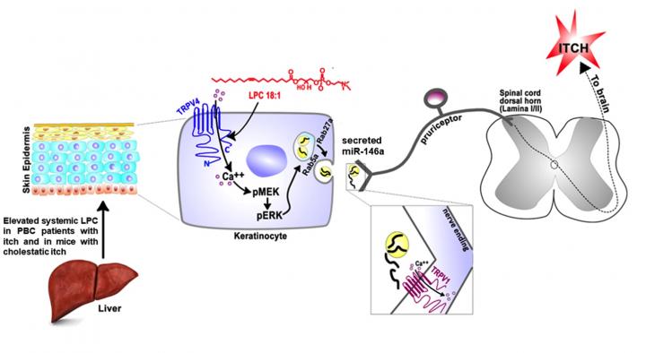 Unexpected Signalling Cascade in Skin Itch