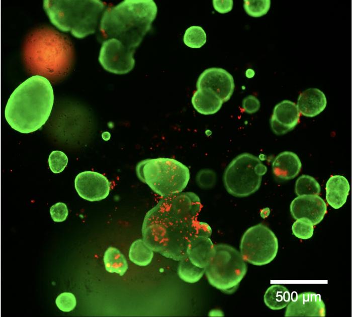 The Gut-on-Chip was validated using intestinal organoids obtained from induced pluripotency stem cells to best recreate the complex structure of the human intestine.