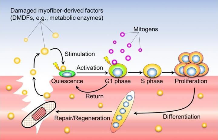 A new model for muscle injury regeneration by damaged myofiber-derived factors (DMDFs)
