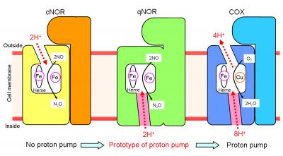 Proton Transfer Pathways