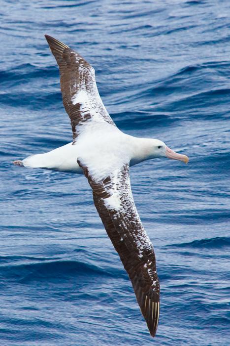 Albatross