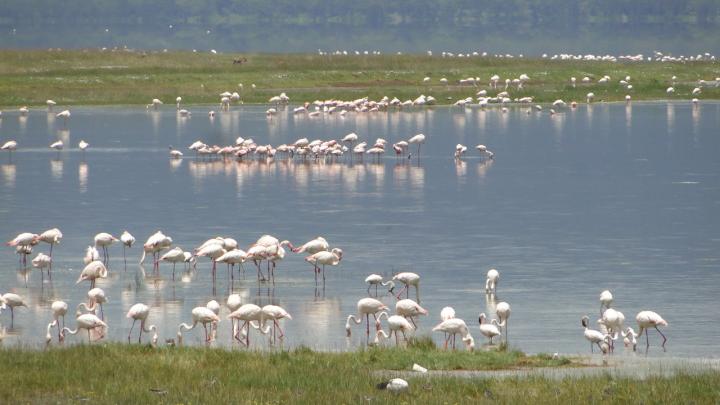 Lake Nakuru