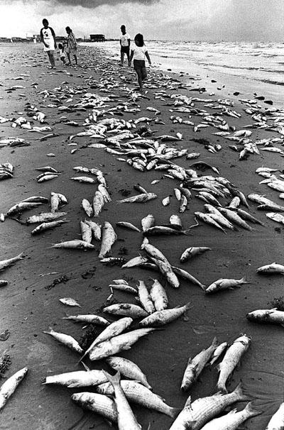 Texas Fish Kill from Red Tide