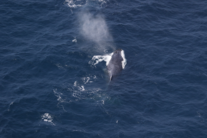 Humpback whale