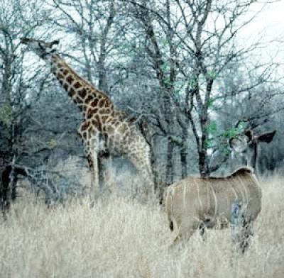 Giraffe and Kudu Forage at Different Heights