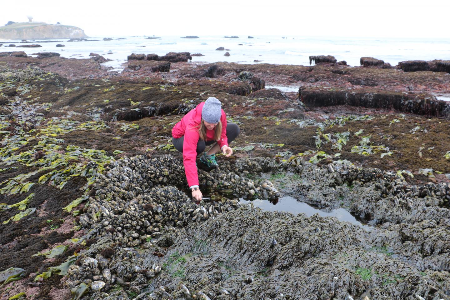 Community scientist explores tidepools