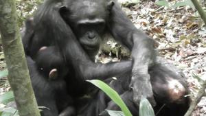 Mother-infant play persists in wild chimpanzees even during times of low fruit availability