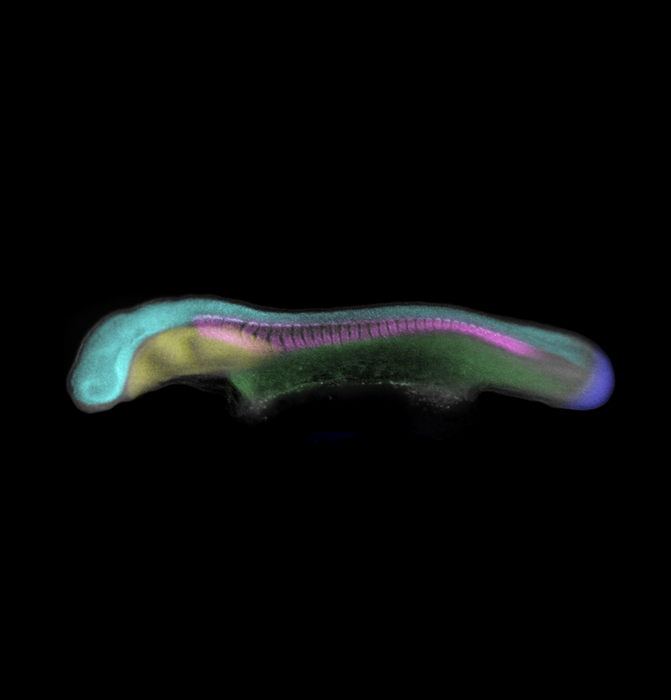Skate embryo, tissues segmented and false colored