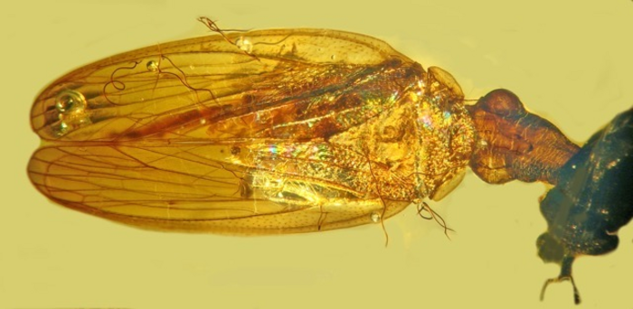 New, extinct species of froghopper described from 100-million-year-old Burmese amber by OSU's George Poinar Jr.