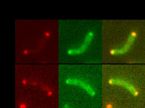 Visualization of the Serine Binding to Mlp37 in <i>V. cholerae</i>