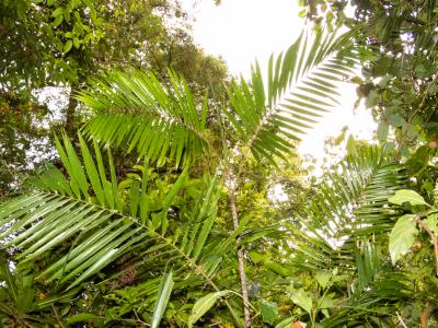 Cambodian Rattan Species Ca [IMAGE] | EurekAlert! Science News Releases