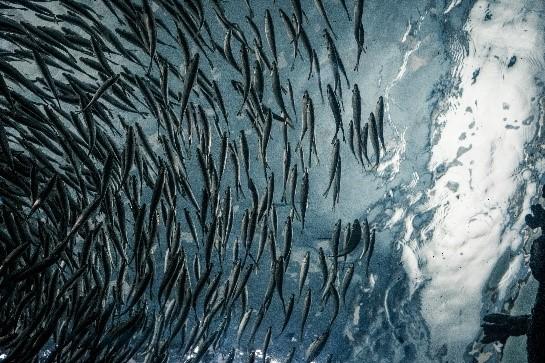 Climate Change Drives Collapse in Marine Food Webs