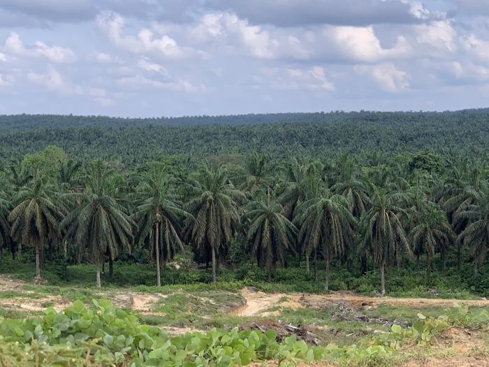 Industrielle Ölpalmenplantage in Jambi, Sumatra.