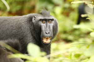 male macaque