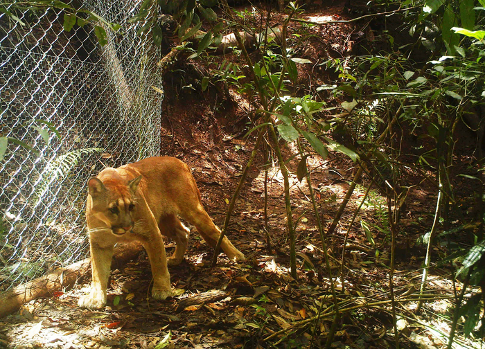 Puma relocation